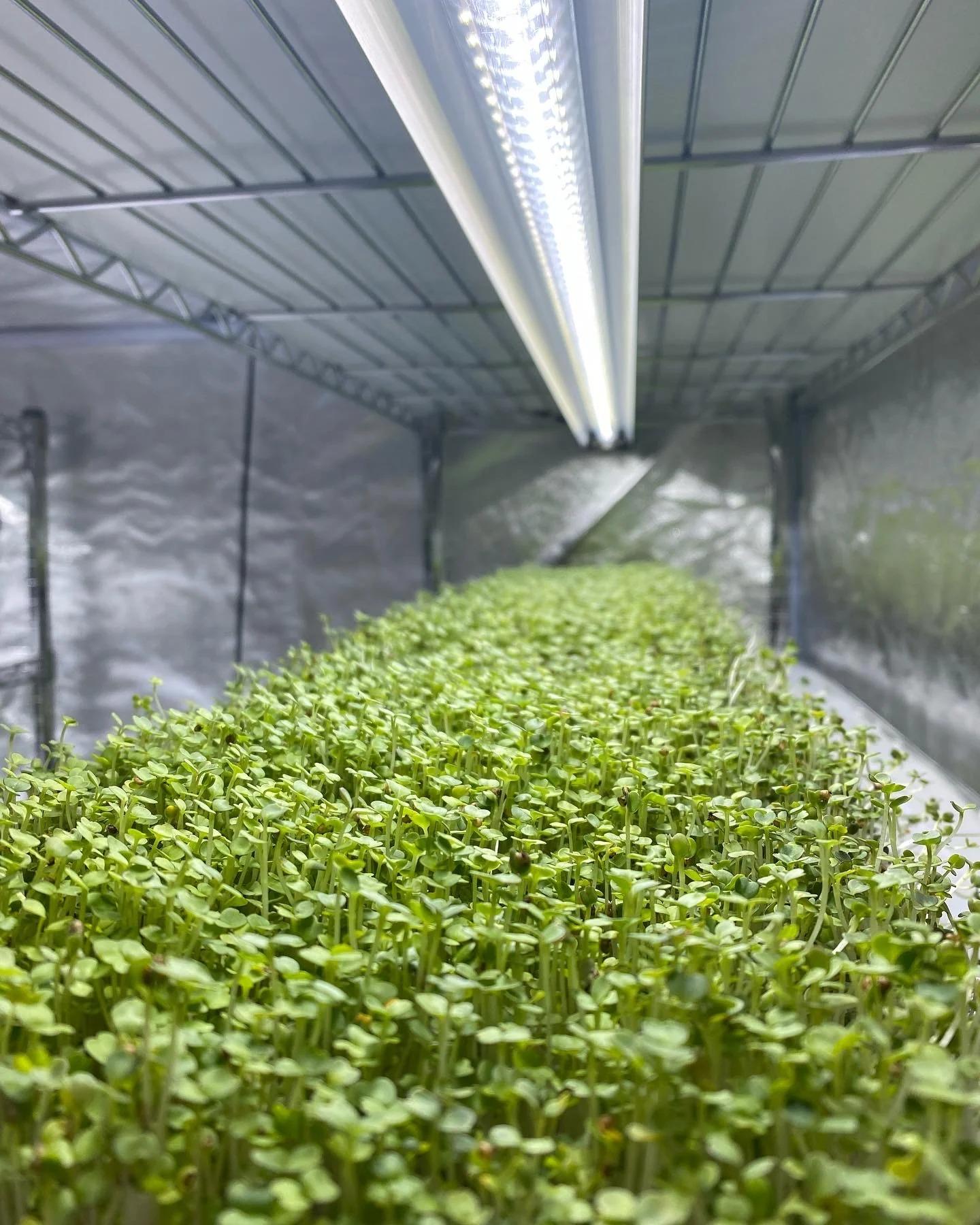 Rosslyn Gardens Fresh Harvest