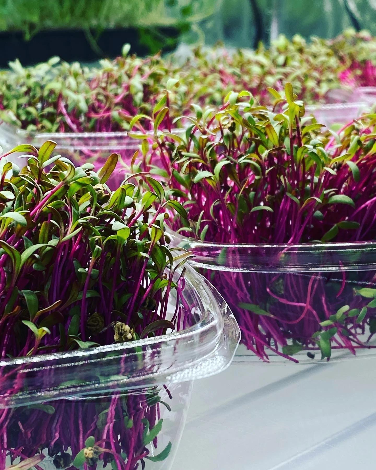 Rosslyn Gardens Fresh Harvest