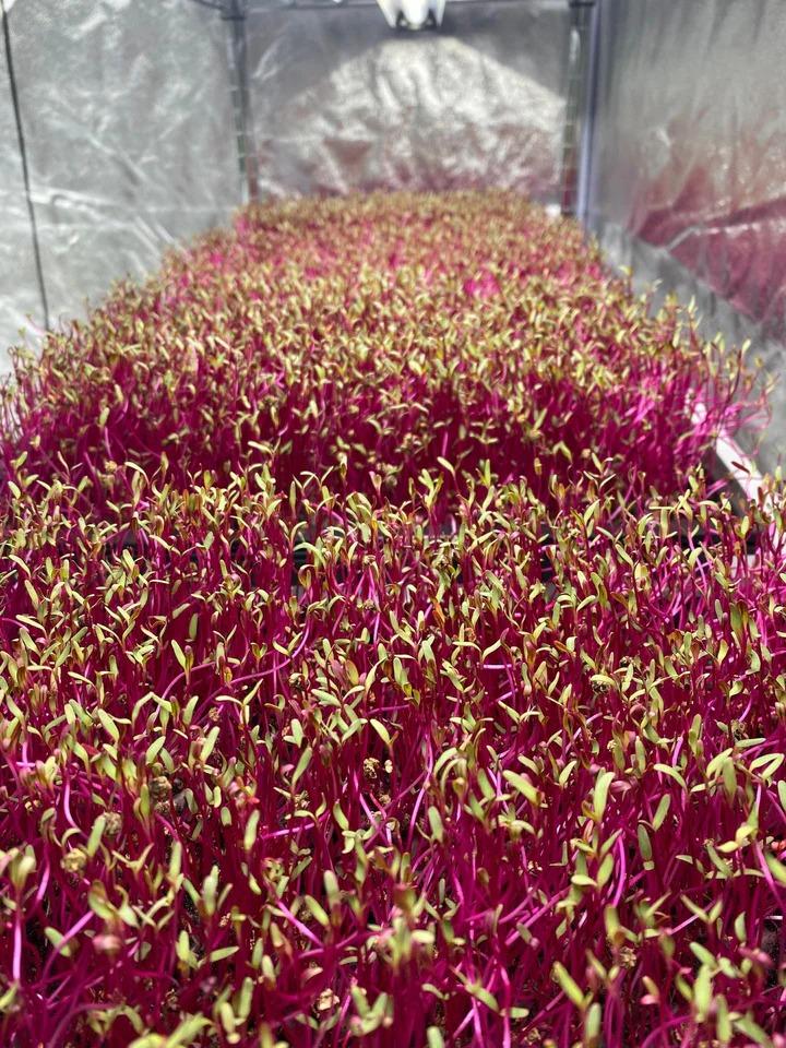 Rosslyn Gardens Fresh Harvest